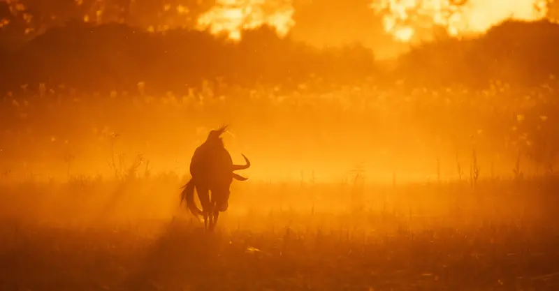 Wildebeest, Makgadikgadi Pans, Eastern Kalahari, Botswana.
