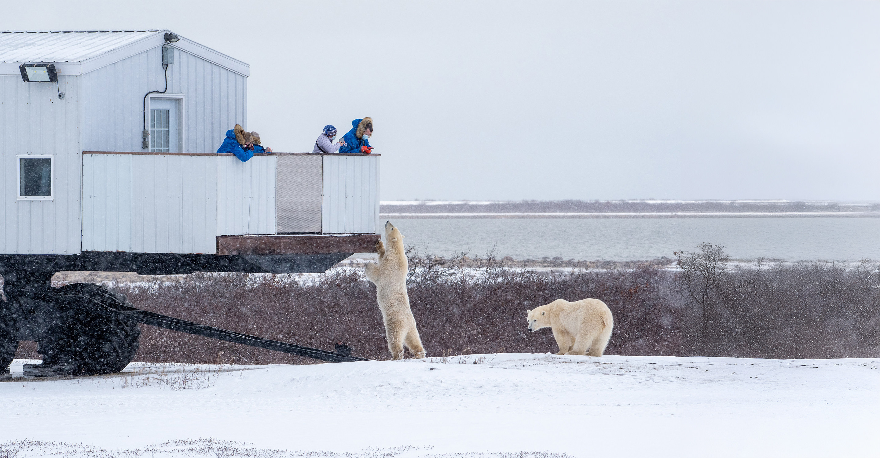 Face to face with a polar bear on the Tundra Lodge Photo Expedition, Churchill, Manitoba, Nov 2021