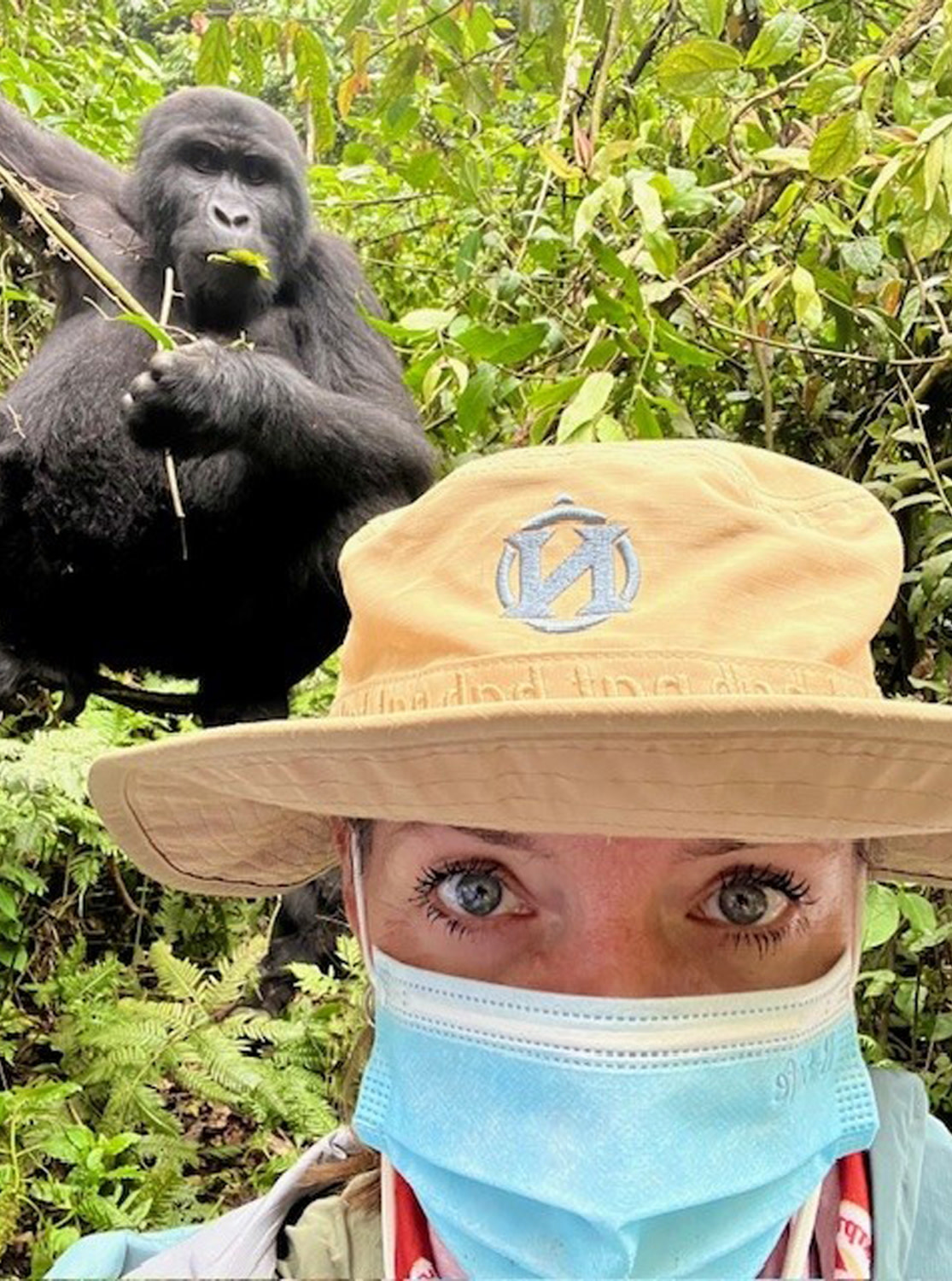 Gorilla trekking in Uganda.