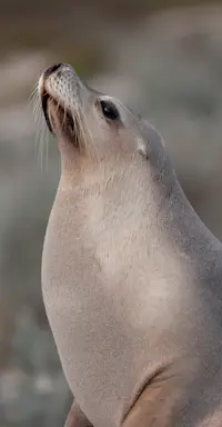 Australian Sea Lion - South Australia