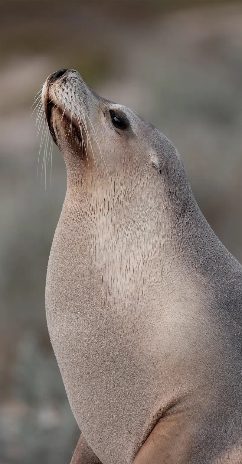 Australian Sea Lion - South Australia