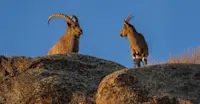 Mongolian ibex, Hustai National Park, Mongolia.