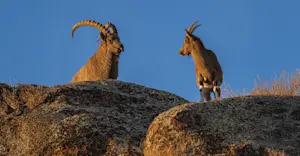 Mongolian ibex, Hustai National Park, Mongolia.