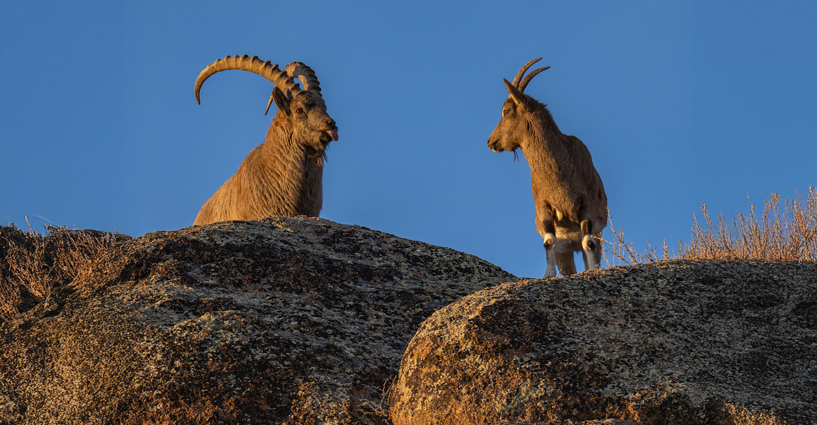 Mongolian ibex, Hustai National Park, Mongolia.