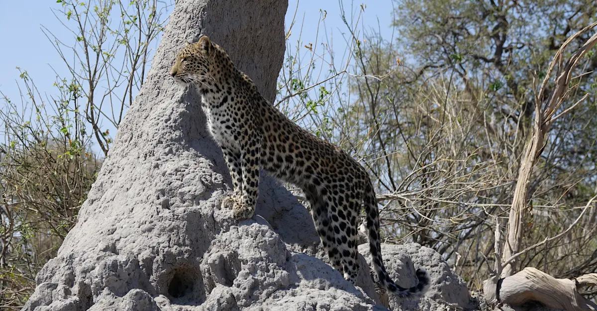 Young leopard posing just for us, Botswana