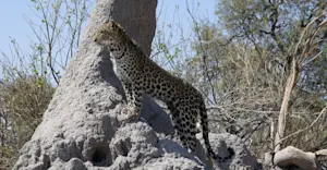 Young leopard posing just for us in Botswana.