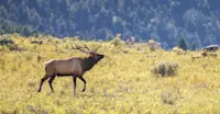 Elk, Yellowstone National Park, Wyoming.