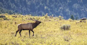 Elk, Yellowstone National Park, Wyoming.