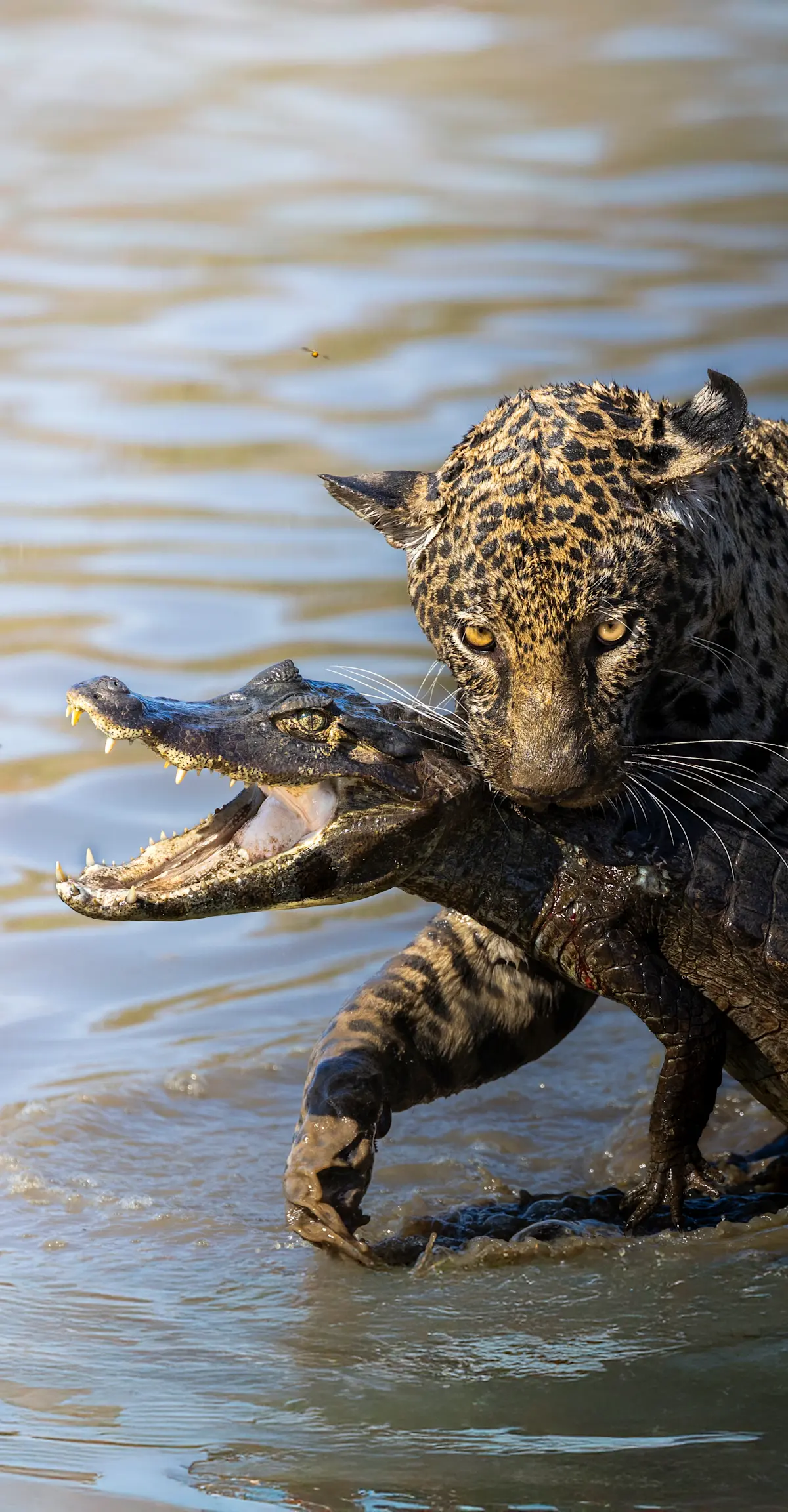 Jaguar catches a caiman, Pantanal.