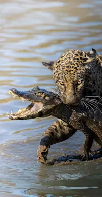 Jaguar catches a caiman, Pantanal