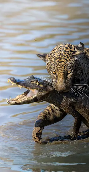 Jaguar catches a caiman, Pantanal