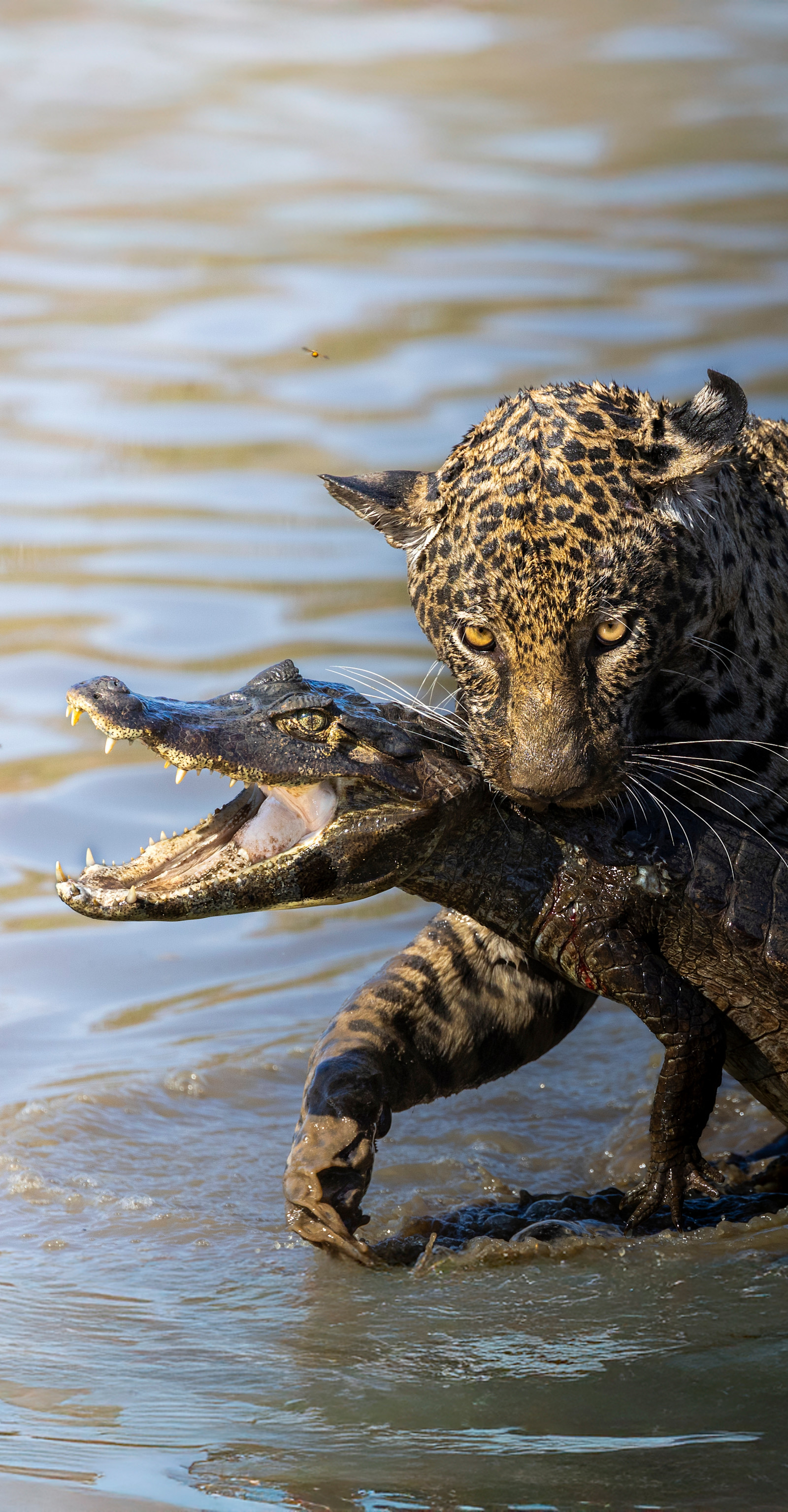 Jaguar catches a caiman, Pantanal