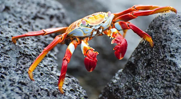 Sally Lightfoot crab, Fernandina Island, Galapagos, Ecuador.