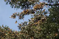 The tree trickles with Monarchs in Mexico.