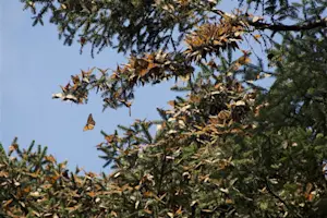 The tree trickles with Monarchs in Mexico.