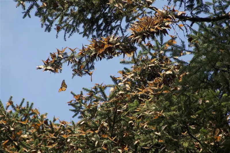 The tree trickles with Monarchs in Mexico.