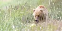 Brown bear, Lake Clark National Park, Alaska.