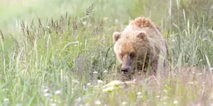 Brown bear, Lake Clark National Park, Alaska.
