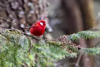 Red Warbler, El Rosario Butterfly Sanctuary, Mexico.