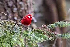 Red Warbler, El Rosario Butterfly Sanctuary, Mexico.
