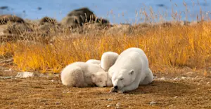 Sleeping mother and cub, Churchill, Manitoba, Canada. 
