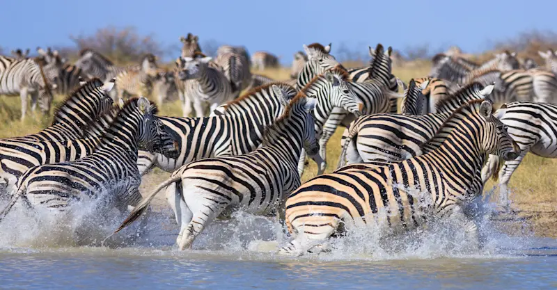 Zebras, Okavango Delta, Botswana.