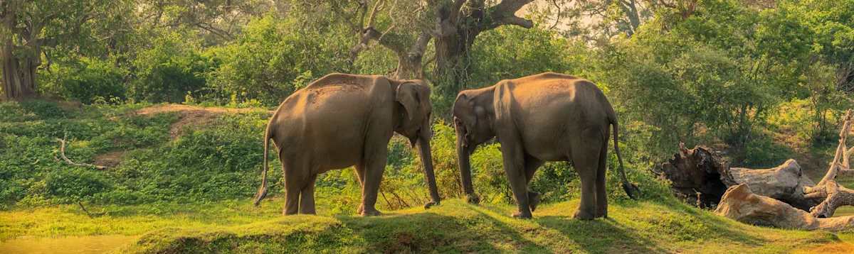 Sri Lankan Elephant, Sri Lanka, Asia