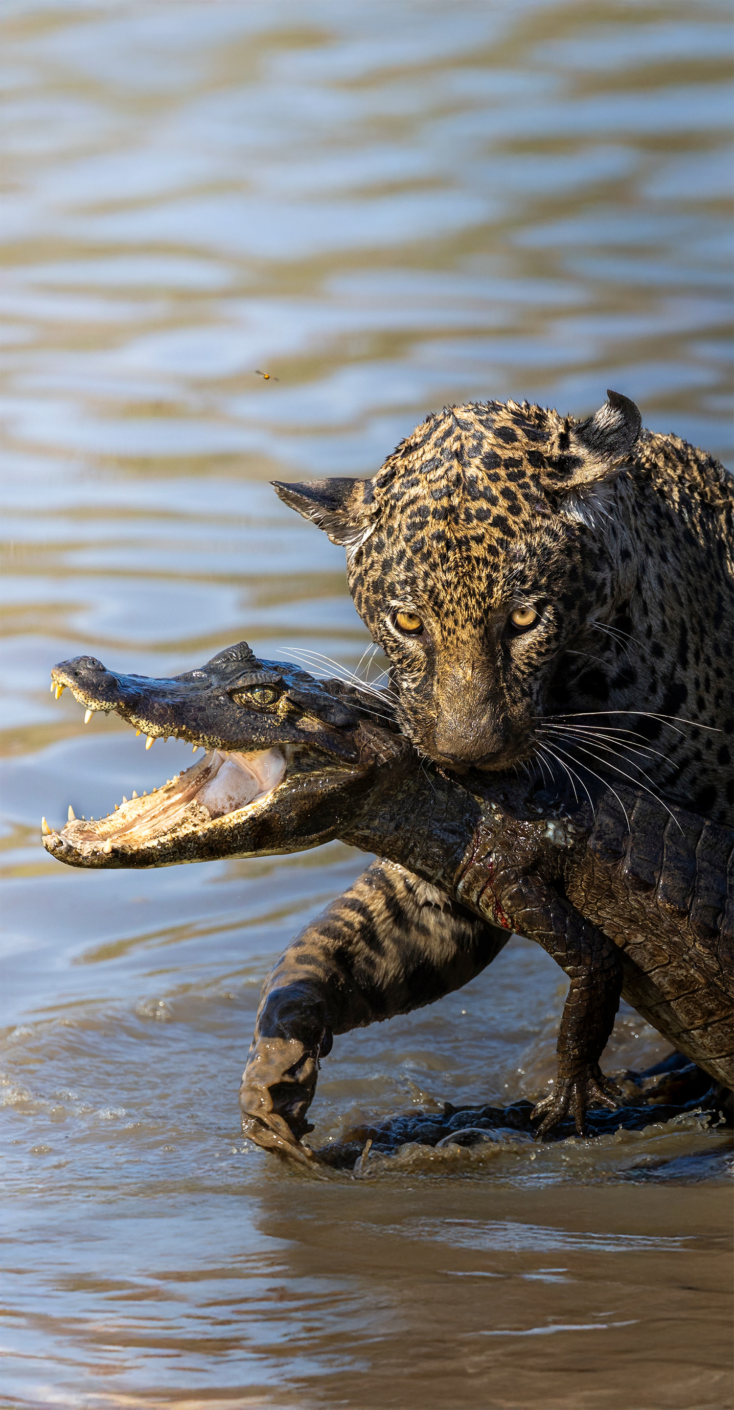 Jaguar catches a caiman, Pantanal