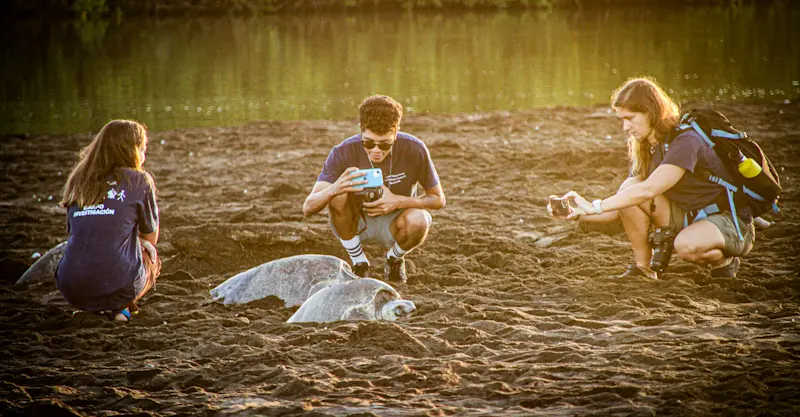 Earthwatch guests photographing sea turtles, Playa Grande, Costa Rica.