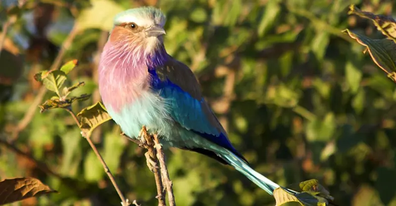 Lilac breasted roller, Greater Kruger Park, South Africa.