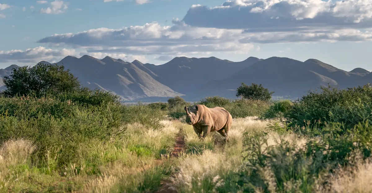 Desert Black Rhino, Kalahari.