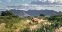 Desert Black Rhino, Kalahari