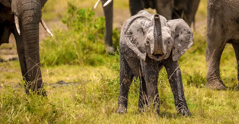 Baby elephant, Maasai Mara, Kenya.