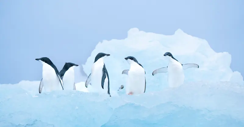 Adélie penguins, Antarctica