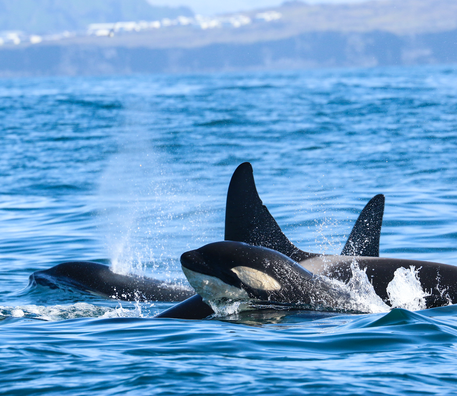 ResearchRole15x13 Observe Samarra FocalSpecies(C) Icelandic Orca Project (003)