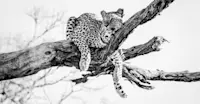 Slideshow Thumbnail 2 of 6