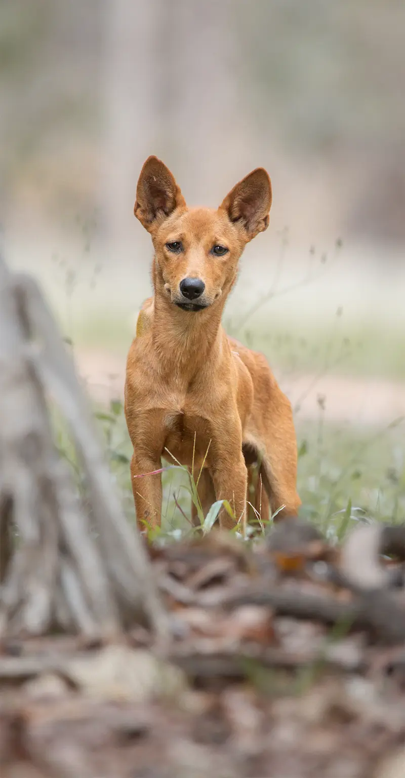 Dingo - Kakadu
