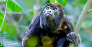 Howler monkey, Tortuguero National Park, Costa Rica.