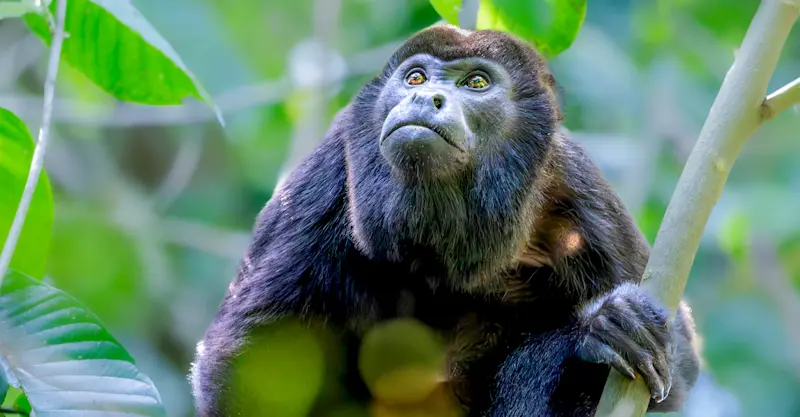 Howler monkey, Tortuguero National Park, Costa Rica.