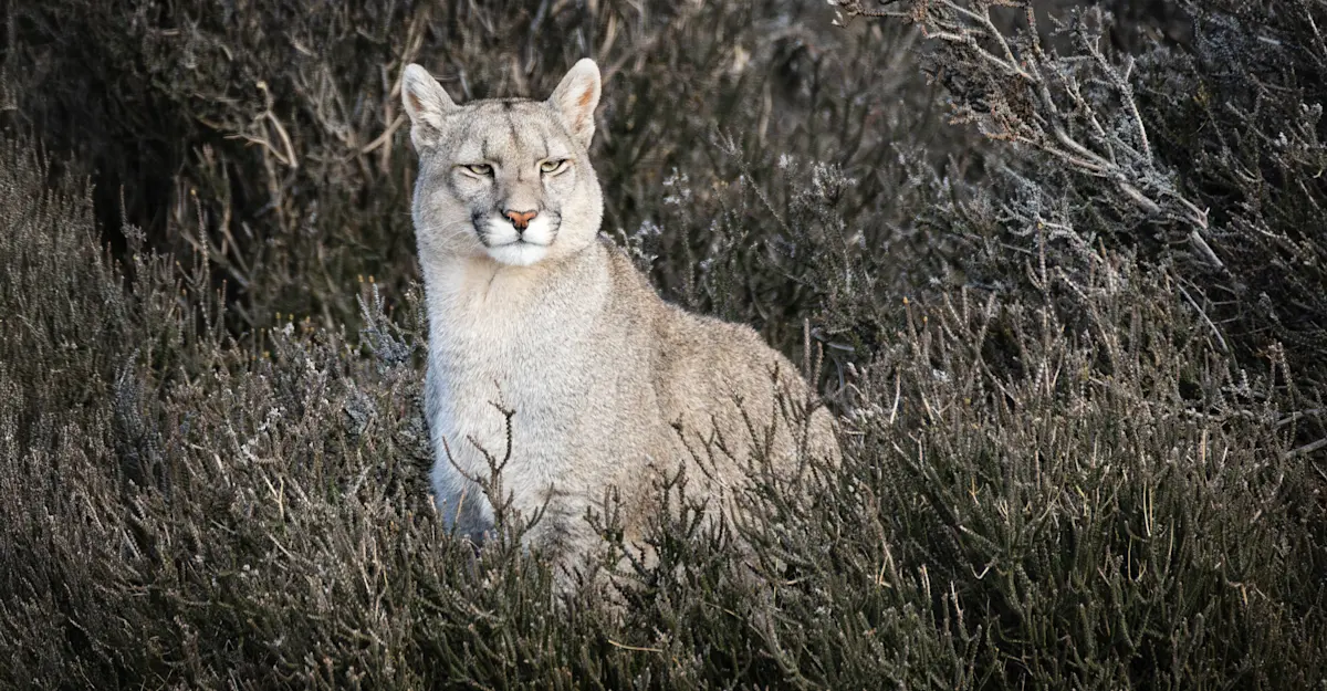 Puma, Patagonia, Chile. 