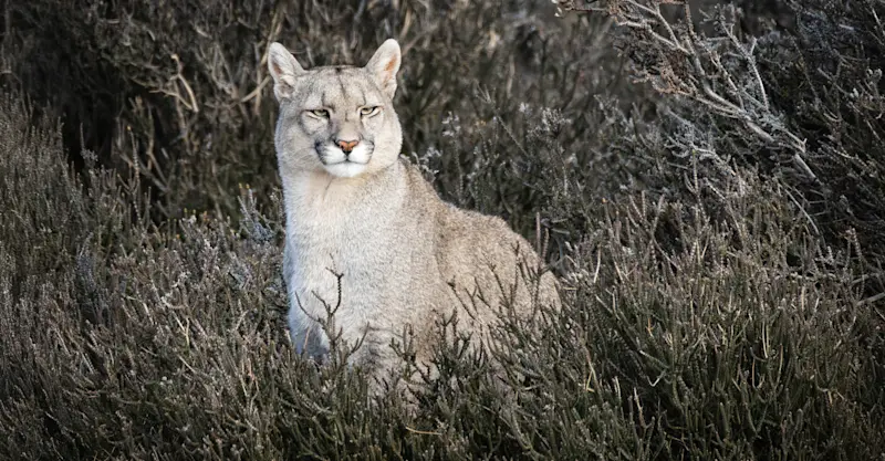Puma, Patagonia, Chile. 