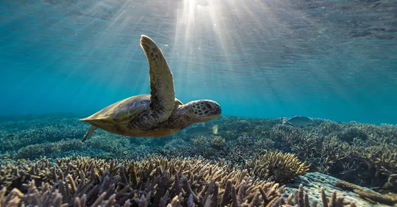 Green sea turtle, Australia.