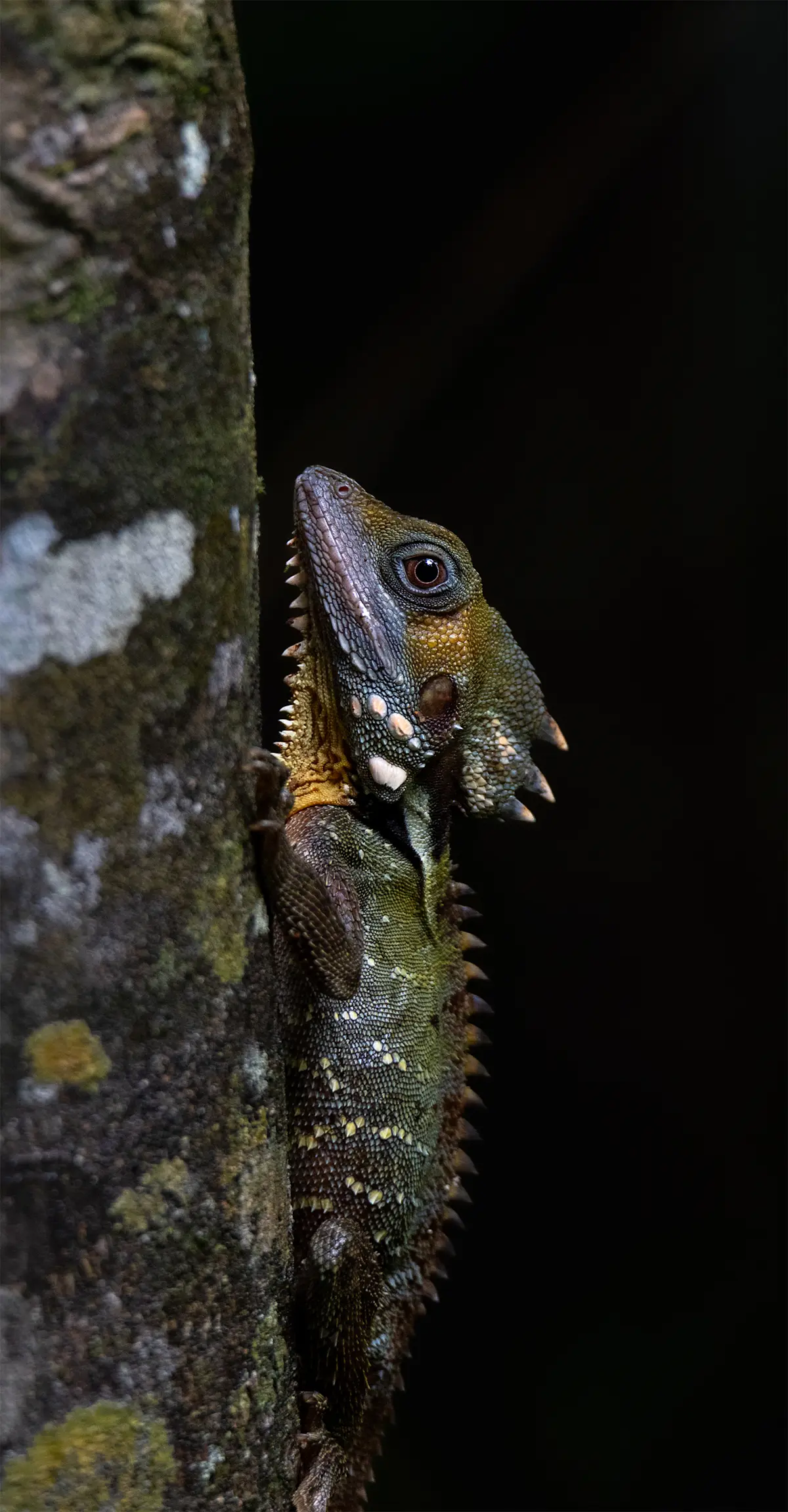 Boyd's Forest Dragon