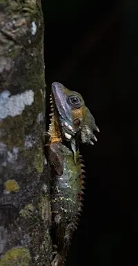 Boyd's Forest Dragon