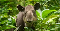 Tapir, Tapir Valley, Costa Rica.
