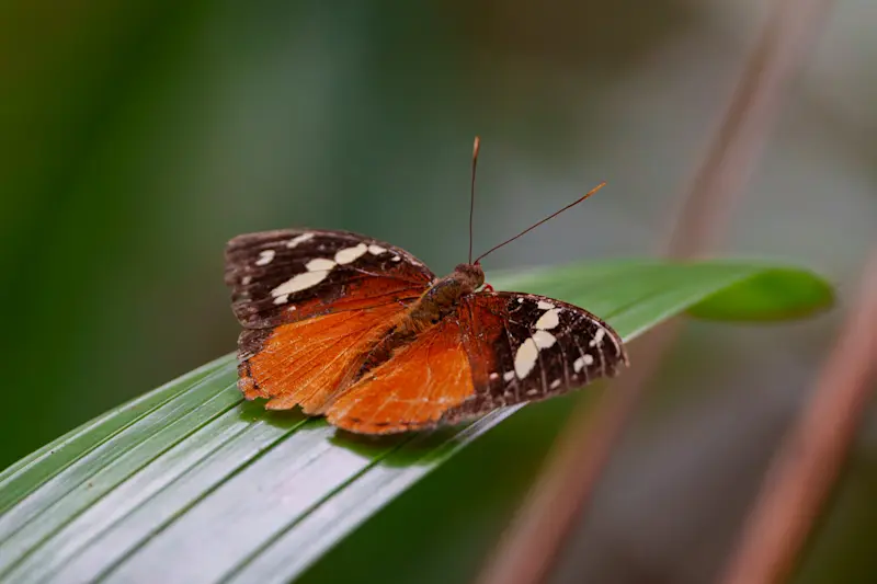  Brush-footed butterfly, Madagascar.