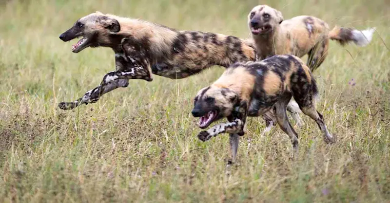 African wild dogs, Linyanti Reserve, Botswana.