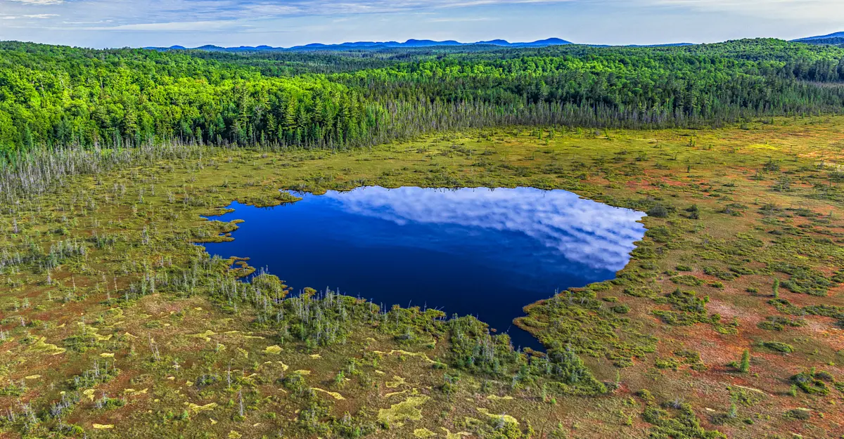Northern Peatlands