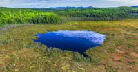 Northern Peatlands