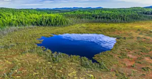 Northern Peatlands